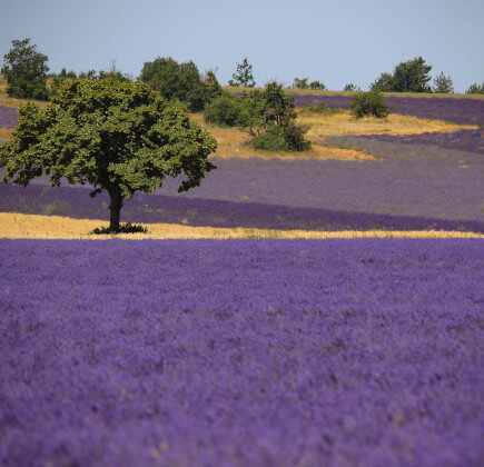 La lavande, l'or bleu de la Provence