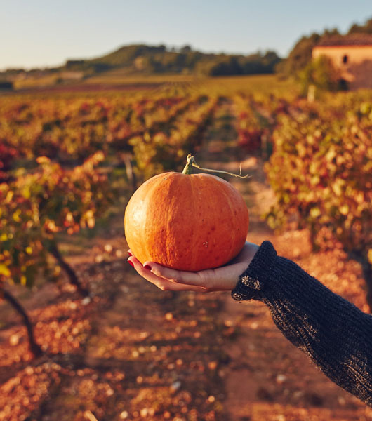 Agro-alimentaire Vaucluse @ Coquard