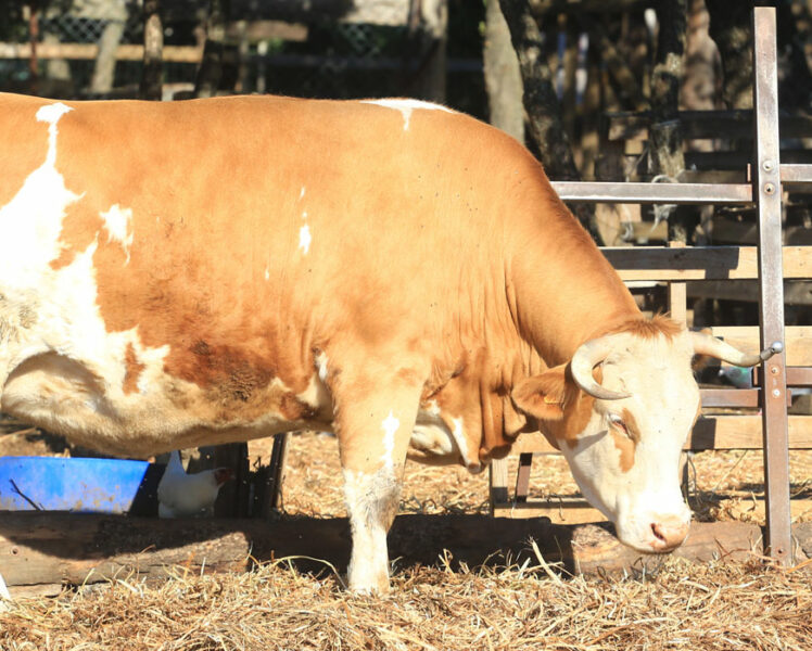 Cowing Out, the 1st sustainable urban dairy in Vaucluse