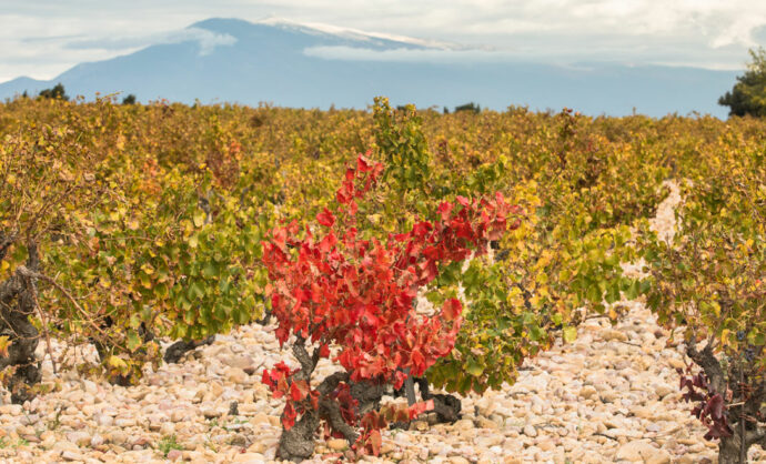 Vignes en Vaucluse © Kessler