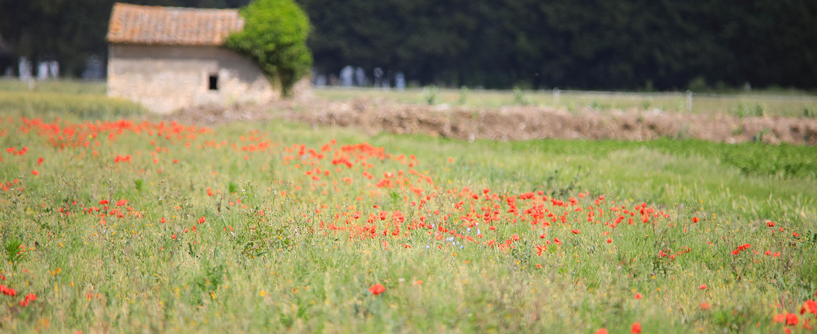 Champs de coquelicots en Provence © Hocquel