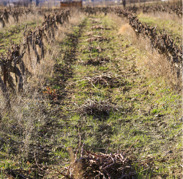 Sarments de vignes - Alain Hocquel